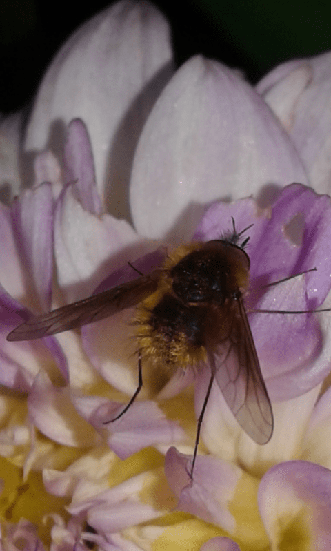 Bombyliidae : Bombylisoma sp.?  S